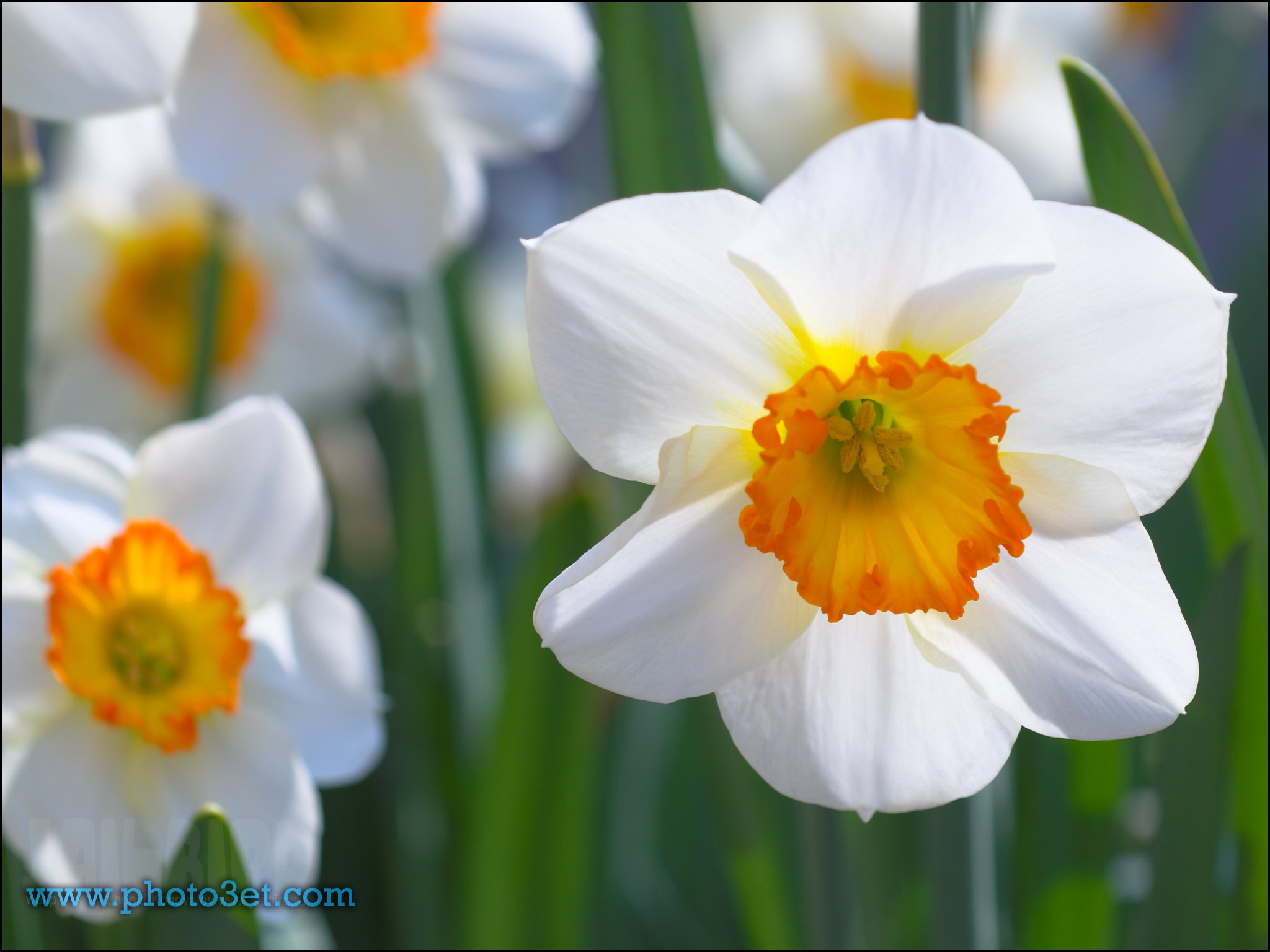 narcissus flower.jpg